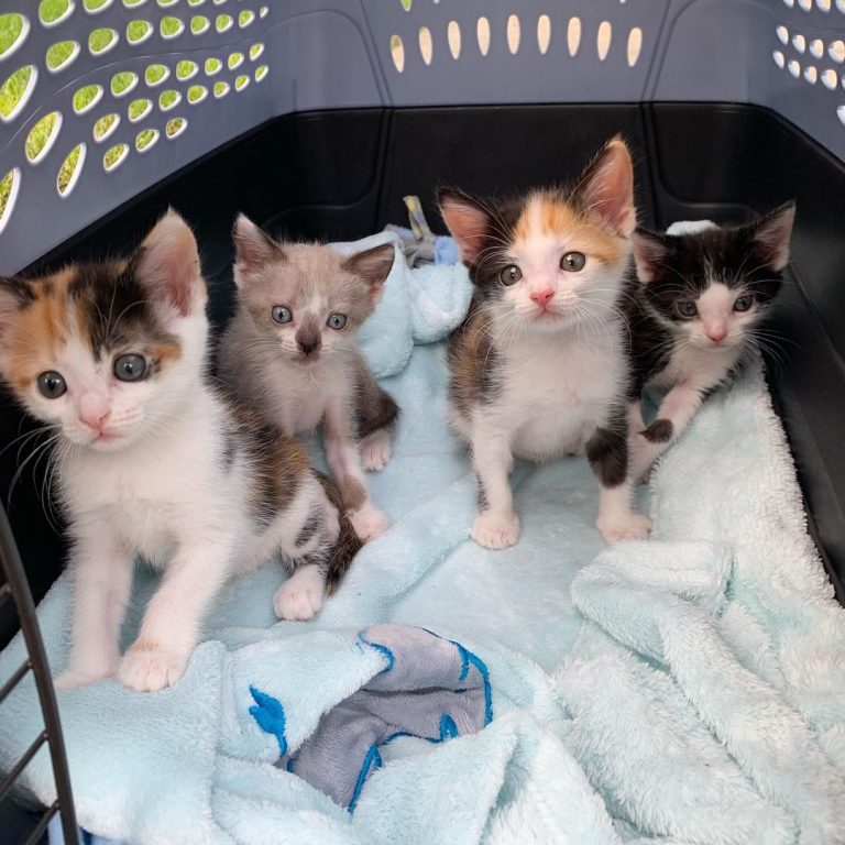 Nine Lives, One Family: The Heartwarming Tale of Unbreakable Feline Siblings