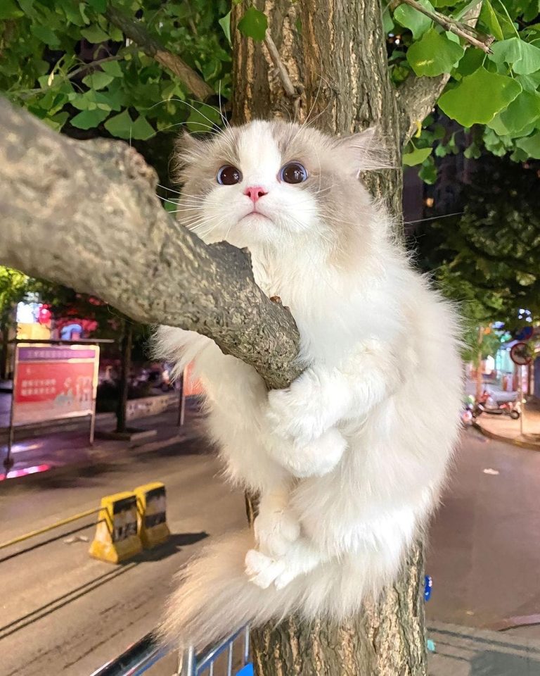 Scaling new heights: Watch this cat’s first tree climb and its astonishing response