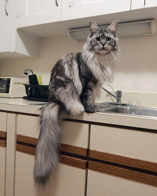 Fluffy Grey Maine Coon Cat