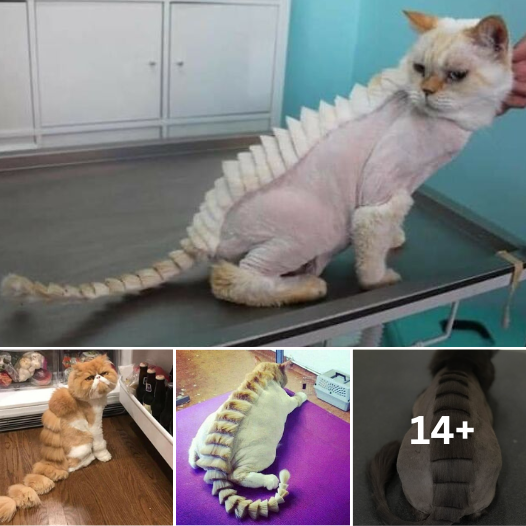 Meet the Feline Fashionistas: Adorable Cats Flaunting Dragon Haircuts