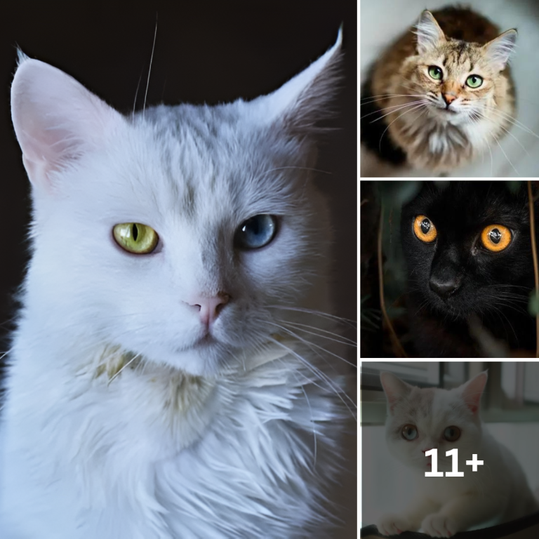 Cat Eye Colors Exposed: 8 Types and Their Extraordinary Rarity
