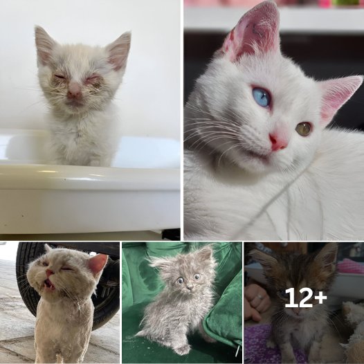 Unbelievable Cat Makeovers: Before and After Adoption – Witness the Power of Love!