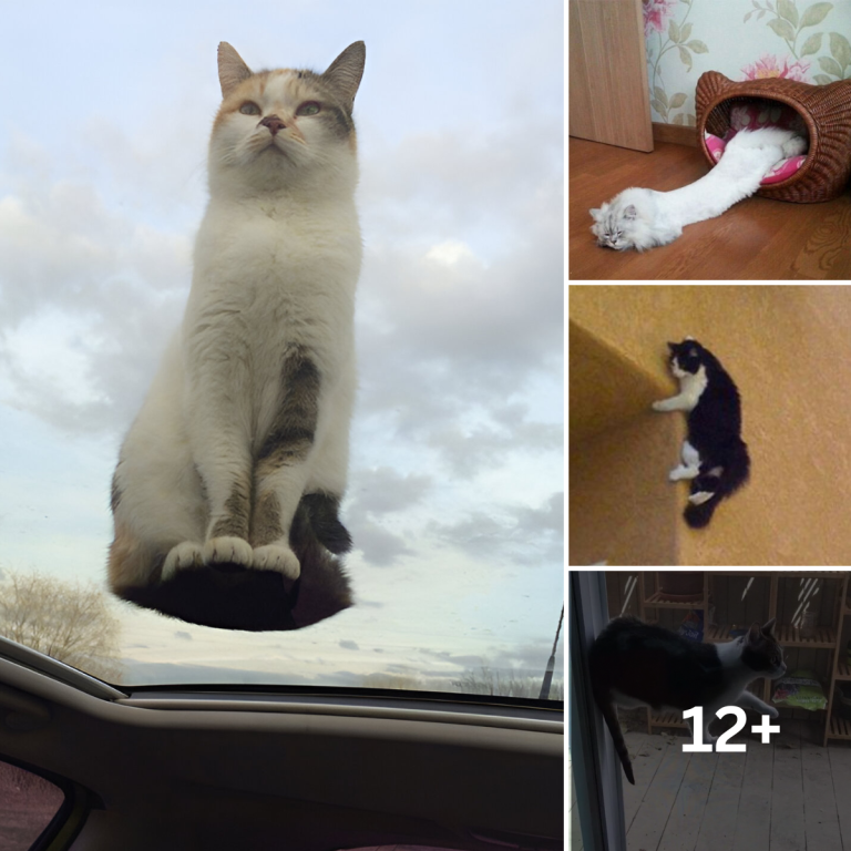 Cats That Defied the Laws of Physics and Came Out Victorious