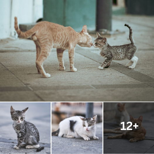 Cat Lover’s Paradise: Cyprus’ Stray Cat Photos Will Melt Your Heart!
