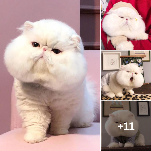 Meet the Kitty with the Extra Plush Cheeks: A Cute Overload
