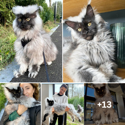Meet the Majestic Maine Coon: A Purr-fect Blend of Size, Beauty, and Lemur-inspired Grace