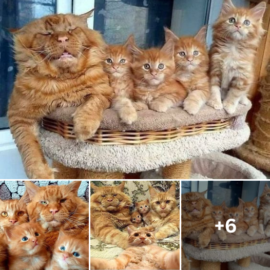 Meow Marvels: Social Media is All Aflutter Over the Cherished Maine Coon Brood