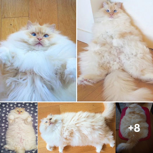 Floating on Feline Bliss: Experience the Heavenly Fluff of This Kitty