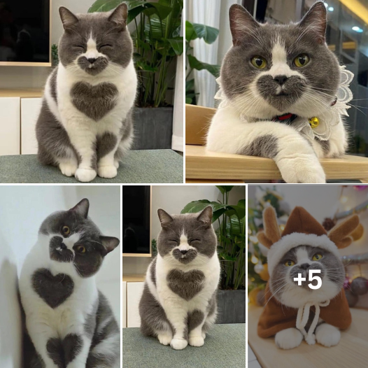 Paws and Love: A Cat with a Heart-Shaped Pattern Steals Hearts