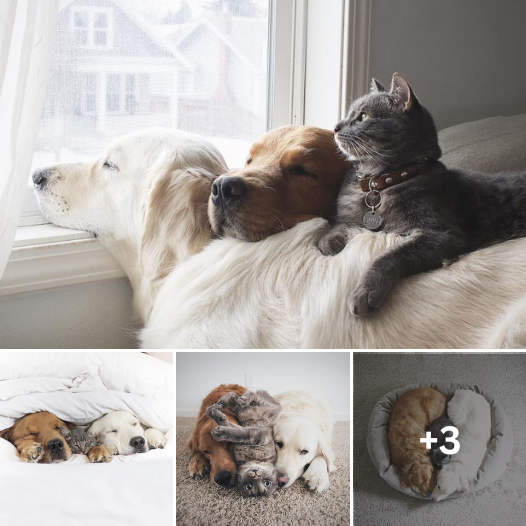Unlikely Companions: The Tales of Two Dogs and Their Cat Buddy