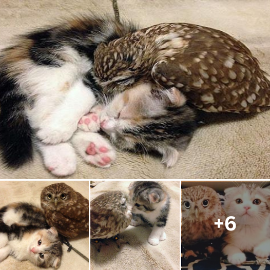 Whiskers and Feathers: A Miniature Feline and a Plush Owlet Share a Sweet Connection