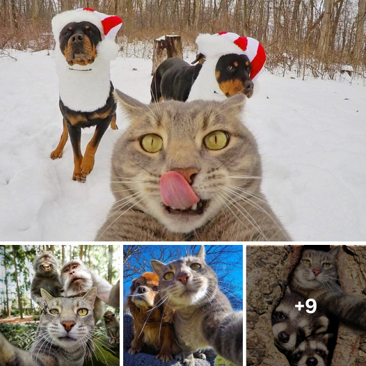 Master of Selfies: This Cat’s Photography Game is Stronger Than Yours