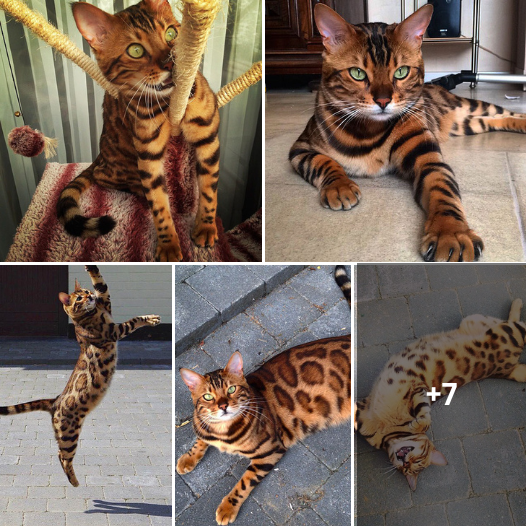 Meet the Majestic Thor: A Bengal Cat with Exquisite, Seamless Fur