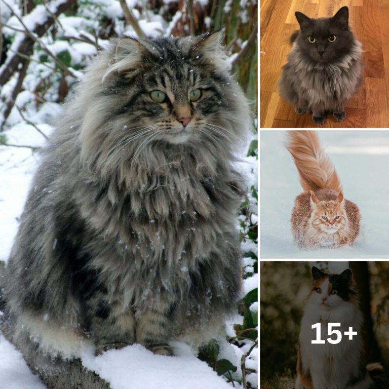 Discover the Enchanting World of Norwegian Forest Cats