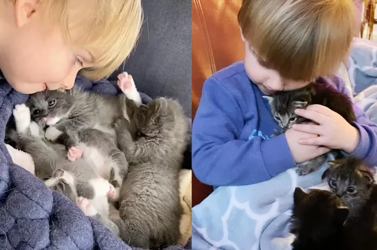 Nurtured by Cats, Now Nurturing Them: The Cycle of Feline Love Continues