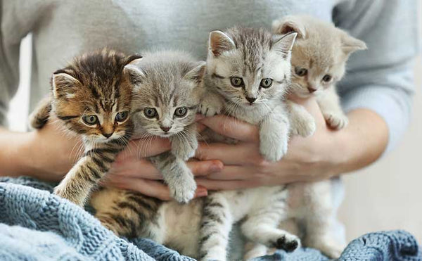 The Feline Family Mystery: Can One Litter of Kittens Have Multiple Dads