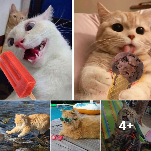 You Won’t Believe What These 8 Adorable Cats Are Doing to Beat the Summer Heat!