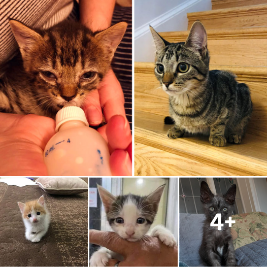 Before And After Adoption Pics, Shows How Love And Care Changes Cats