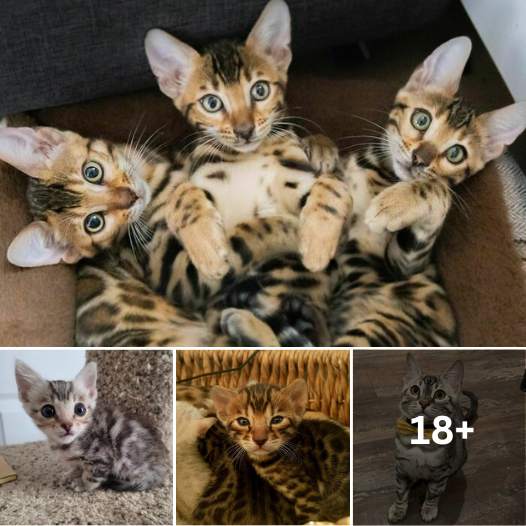 20 Bengal Cats with a Leopard Twist: Prepare to Be Astounded