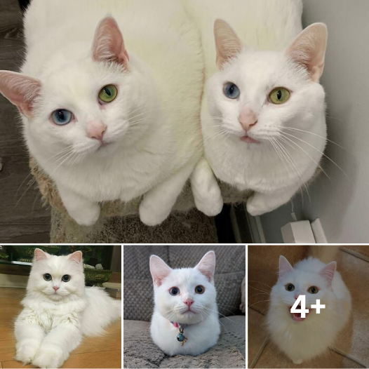Adorable White Kitties with Mysterious Agendas! 😺 Uncover the Truth