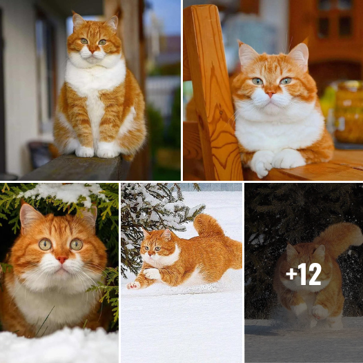 Unbelievable Cuteness Alert: Russia’s Chonkiest Cat is Melting Hearts Worldwide
