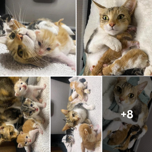 Feline Happiness: Mama Cat Experiences Comfort and Joy Seeing Her Kittens Thrive