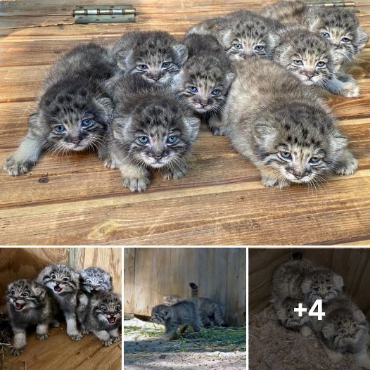 Celebrating a Furry Milestone: Siberian Zoo Cheers for 16 New Wild Kittens
