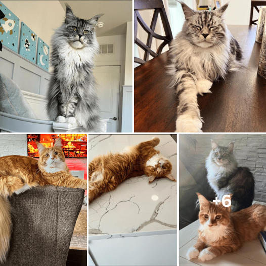 Double the Fluff, Double the Love: Introducing Paris & Pierre, the Maine Coon Marvels