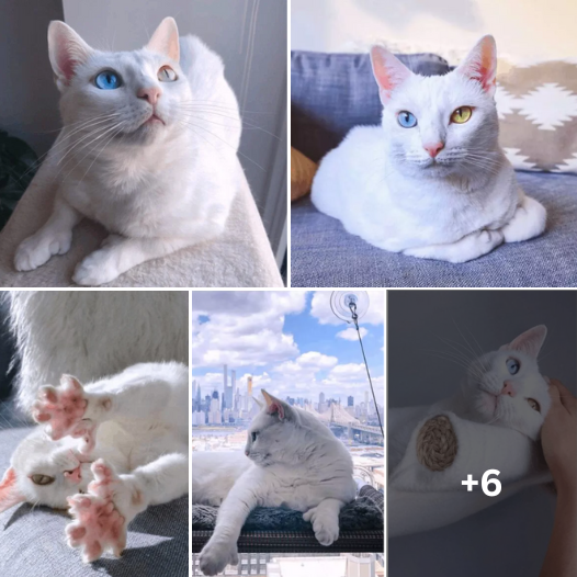 Six Toes, One Heart: Discover the Inspiring Story of Sansa, the Polydactyl Feline