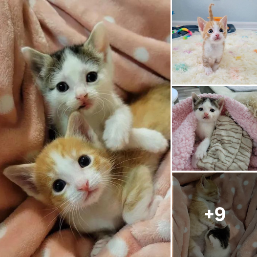 Mended and Complete: The Tale of a Kitten’s Recovery and the Friendship That Makes Him Whole