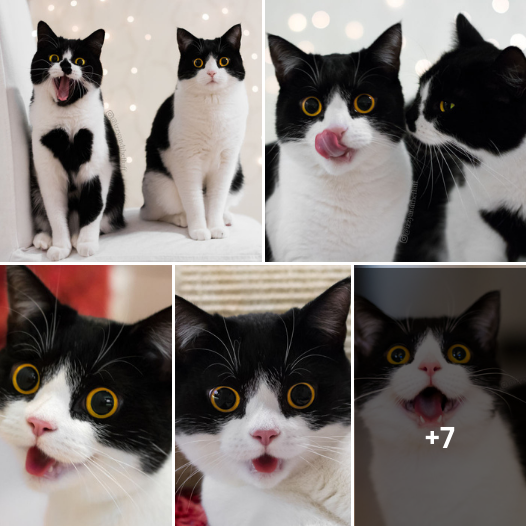 Discover Izzy: A Feline Marvel Whose Face is a Canvas of Expressions