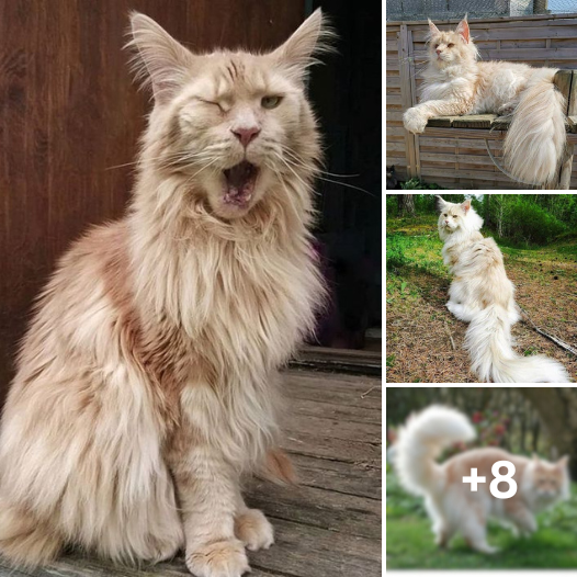 “Unveiling Lotus: Dive into the Magical Journey of the Enormous Maine Coon Cat Overflowing with Love and Wonder! 💖🐱”