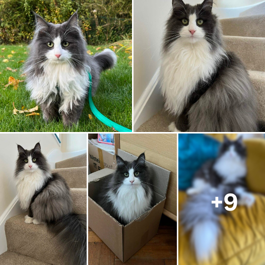 Meet Annie: The Enchanting Norwegian Forest Tuxedo Cat Who Reigns with Purrfection and Grace