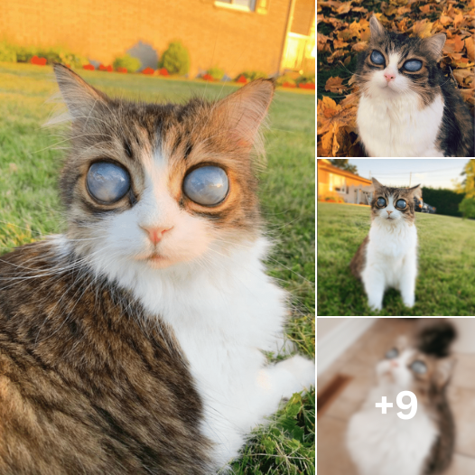 Meet Pico: The Remarkable Blind Cat Proving that True Beauty is More than Meets the Eye!