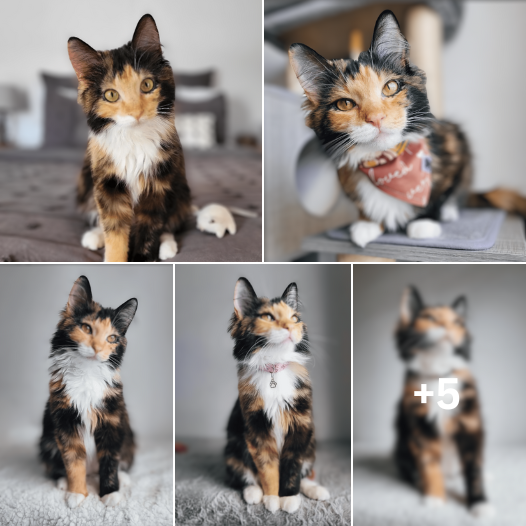 Freya the Fluff: Stealing Hearts with Her Irresistible Charm and Camera-Ready Cuteness!