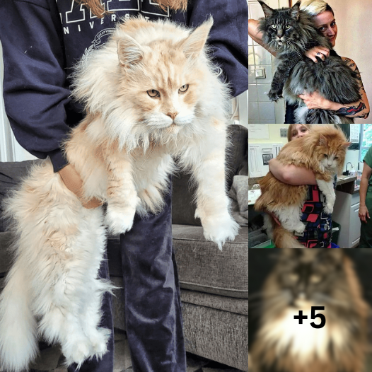 Giants Among Felines: These Colossal Maine Coon Cats Dwarf Their Companions