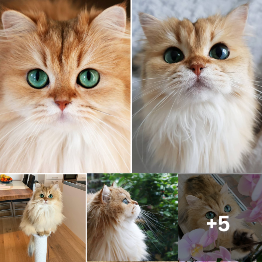 Unlock the Ultimate Cuteness Overload: Discover Smoothie, Instagram’s Most Enchanting Feline!