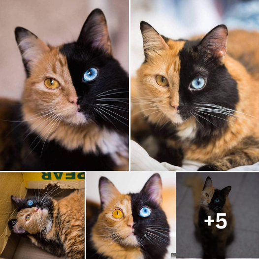 You Won’t Believe Your Eyes! Discover Quimera, the Two-Faced Feline Phenomenon