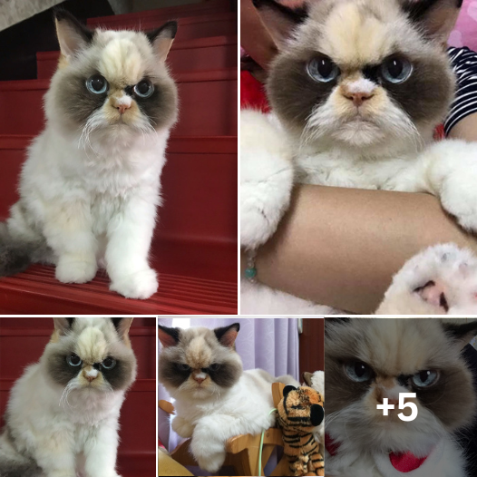 The Reign of the Grump Continues: Discover the Cat Out-Grumping the Original Grumpy Cat