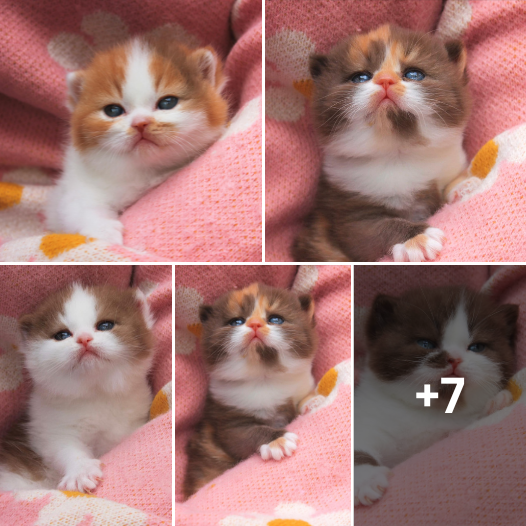 Our 4 little chocolate/cinnamon pumpkins who‘ve just turned 3 weeks old Who‘s your favorite?
