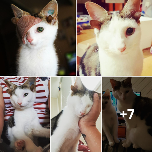 Kitty With 4 Ears And One Eye Finds His Forever Home