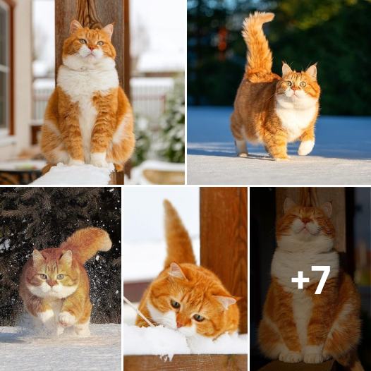 Snowy Adventures or Cozy Cuddles? Discover the Heartwarming Choice of This Adorable Ginger Cat!