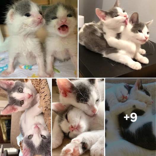 Rescued Together, Bonded Forever: These Kittens Are Inseparable