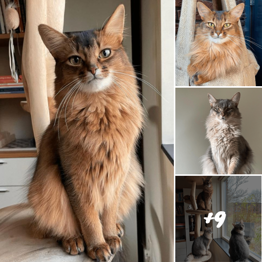 Triple the Charm: Dive into the Mesmerizing World of the Dutch Somali Cat Trio’s Cuteness and Fierceness