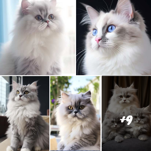 Meet the Grey Fluffy Feline Overlords: 19 Breeds That Will Rule Your Heart!
