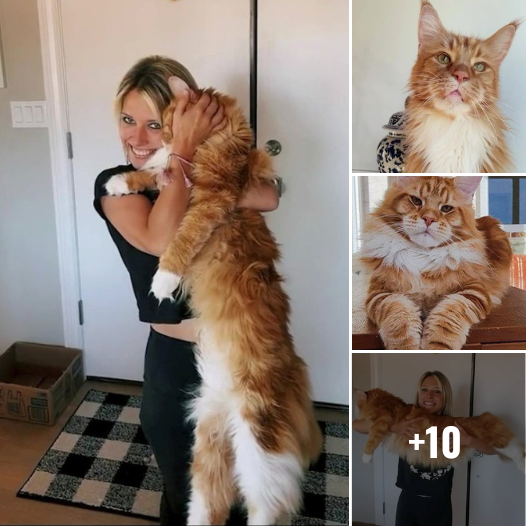 Unbelievable! Meet the Giant Cat as Tall as a 9-Year-Old Child! Could This Be the Biggest Cat Ever