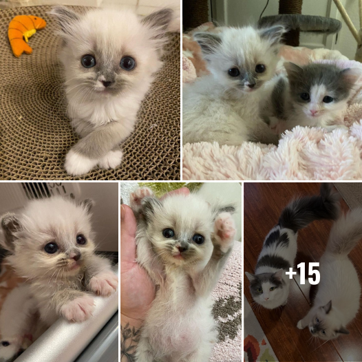 Discover the Tale of Transformation: A Kitten Who Charmed Every Heart and Flourished into Stunning Fluffiness