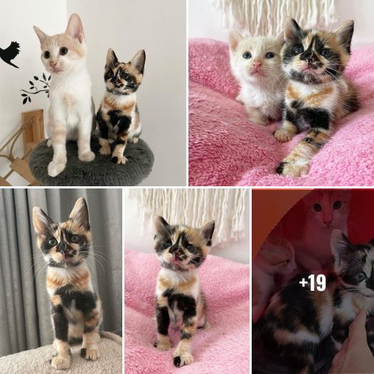 Journey of Hope: How a Stray Kitten with Unforgettable Markings Won the Ultimate Happiness Alongside a Trio of Feline Friends