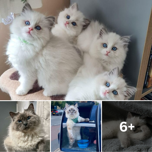 Unveiling the Ultimate Serotonin Boost: 10 Ragdoll Cats You Must See!