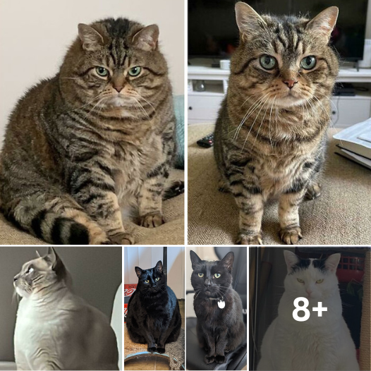 Unbelievable Cat Glow-Up: 10 Chonky Kitties Shed Pounds and Steal Hearts!